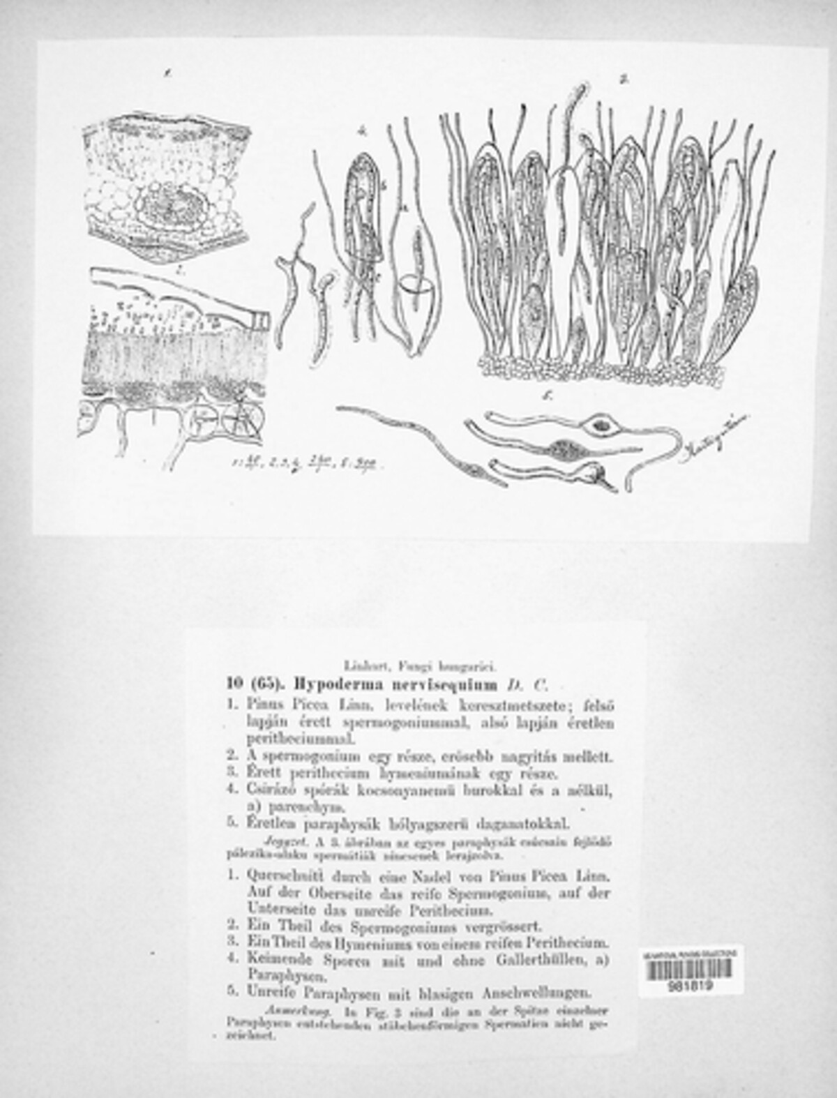 Hypoderma nervisequum image